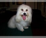 Small Photo #6 Coton de Tulear Puppy For Sale in HORSE BRANCH, KY, USA
