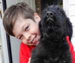 Small Photo #19 Black Russian Terrier Puppy For Sale in S CHARLESTON, WV, USA