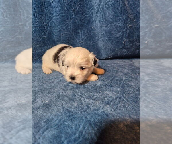 Medium Photo #1 Shorkie Tzu-Yorkshire Terrier Mix Puppy For Sale in YADKINVILLE, NC, USA