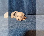Puppy Puppy 5 Shorkie Tzu-Yorkshire Terrier Mix