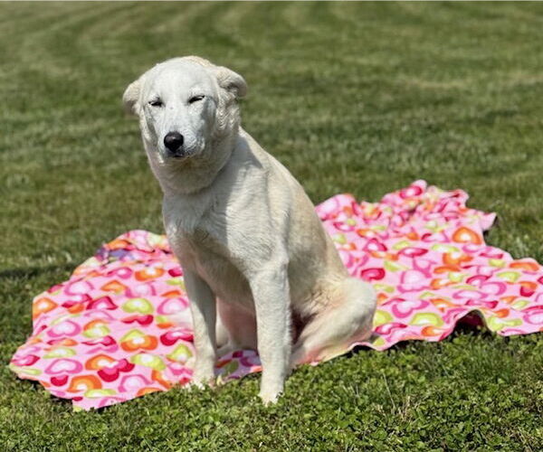 Medium Photo #1 Labrador Retriever-Unknown Mix Puppy For Sale in Raleigh, NC, USA