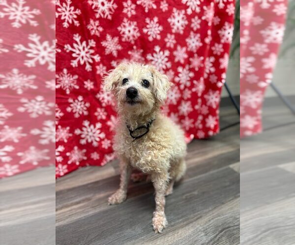 Medium Photo #7 Poodle (Miniature) Puppy For Sale in Pacolet, SC, USA