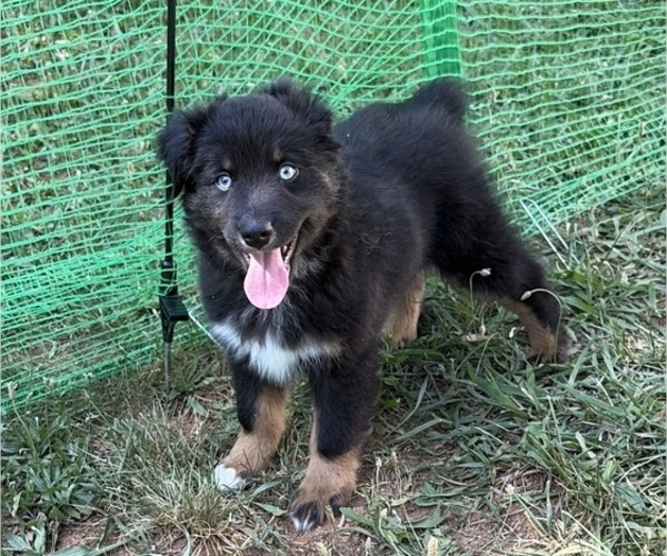 Medium Photo #20 Miniature American Shepherd Puppy For Sale in HURT, VA, USA