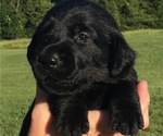 Small Photo #6 Labrador Retriever Puppy For Sale in CHILLICOTHE, MO, USA