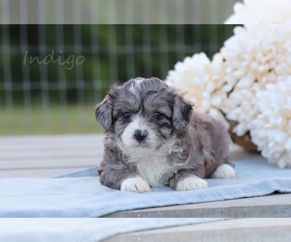 Medium Photo #1 F2 Aussiedoodle Puppy For Sale in BLUFORD, IL, USA