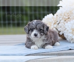 Small Photo #1 F2 Aussiedoodle Puppy For Sale in BLUFORD, IL, USA