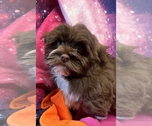 Havanese Puppy for sale in LIVONIA, MI, USA