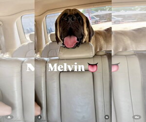 Mastiff Dogs for adoption in Goodyear, AZ, USA