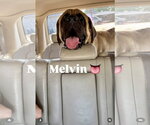 Small Mastiff