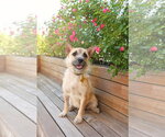 Small #3 Cairn Terrier