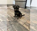 Puppy Goldie Yorkshire Terrier