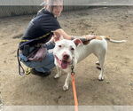 Small Photo #12 American Staffordshire Terrier-Unknown Mix Puppy For Sale in Brewster, NY, USA