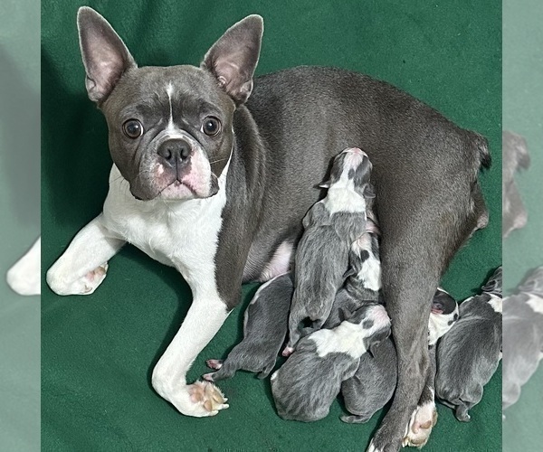 Medium Photo #1 Boston Terrier Puppy For Sale in FLINT, MI, USA