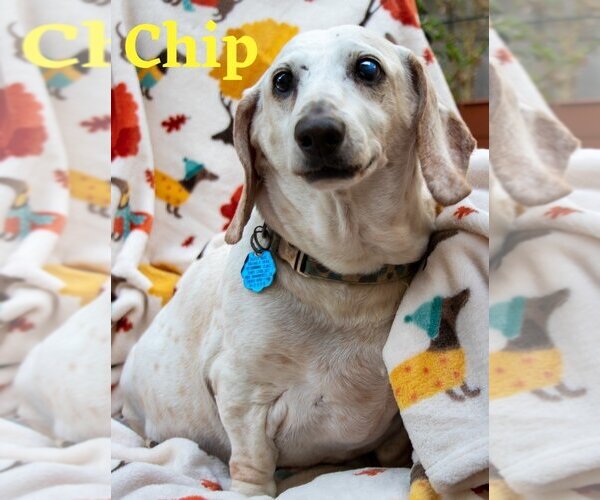 Medium Photo #19 Dachshund Puppy For Sale in San Antonio, TX, USA