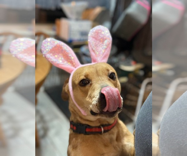 Medium Photo #1 Catahoula Leopard Dog-Unknown Mix Puppy For Sale in Germantown, OH, USA