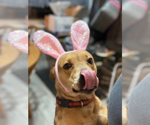 Catahoula Leopard Dog-Unknown Mix Dogs for adoption in Germantown, OH, USA