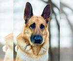 Small #1 German Shepherd Dog