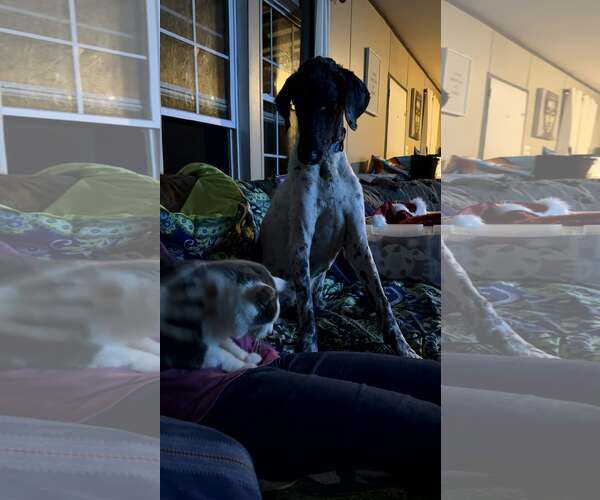 Medium Photo #2 Poodle (Standard)-Unknown Mix Puppy For Sale in Westwood, NJ, USA