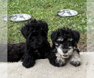 Schnauzer (Miniature) Puppy for sale in CATSKILL, NY, USA