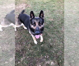 Matthias - Male German Shepherd Dog Dog for Adoption - Photo #6