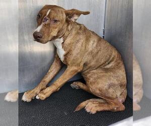 American Staffordshire Terrier-Unknown Mix Dogs for adoption in San Antonio, TX, USA