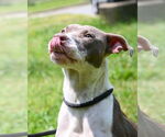 Small #3 American Pit Bull Terrier