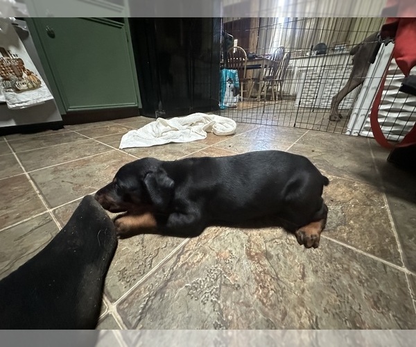 Medium Photo #6 Doberman Pinscher Puppy For Sale in QUINLAN, TX, USA