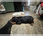 Small #5 Doberman Pinscher