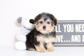 -YorkiePoo Mix Puppy for sale in NAPLES, FL, USA