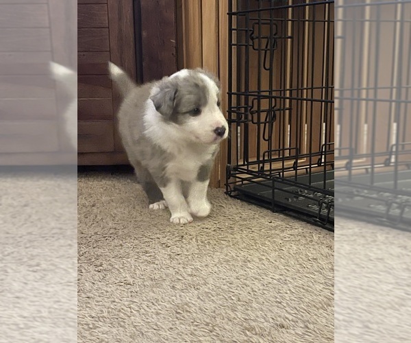 Medium Photo #5 Border Collie Puppy For Sale in SAINT CLOUD, FL, USA