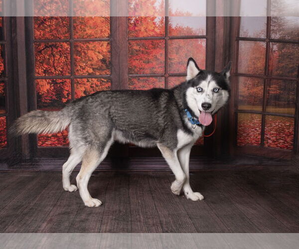Medium Photo #1 Siberian Husky-Unknown Mix Puppy For Sale in Elk Grove, CA, USA