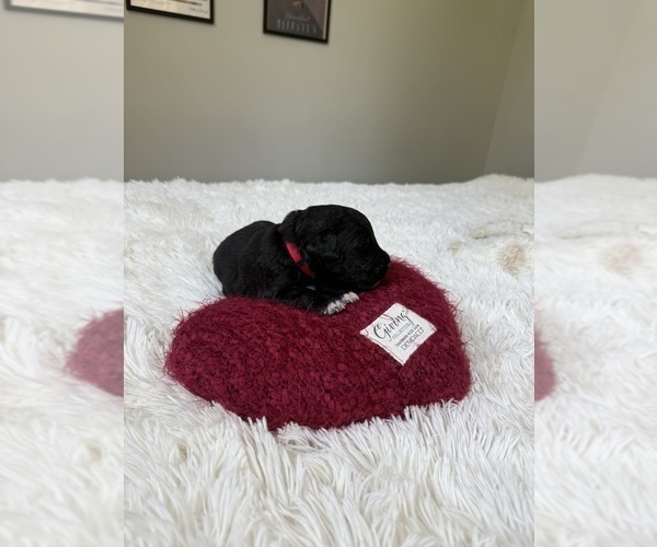 Medium Photo #128 Bernedoodle Puppy For Sale in BELMONT, NC, USA