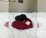 Small #127 Bernedoodle