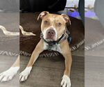 Small #2 American Staffordshire Terrier Mix