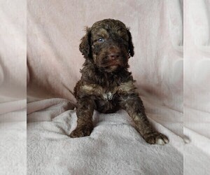 Bernedoodle-Poodle (Toy) Mix Puppy for sale in CLARE, IL, USA