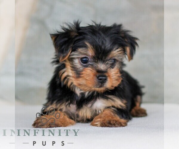 Medium Photo #6 Yorkshire Terrier Puppy For Sale in LITITZ, PA, USA