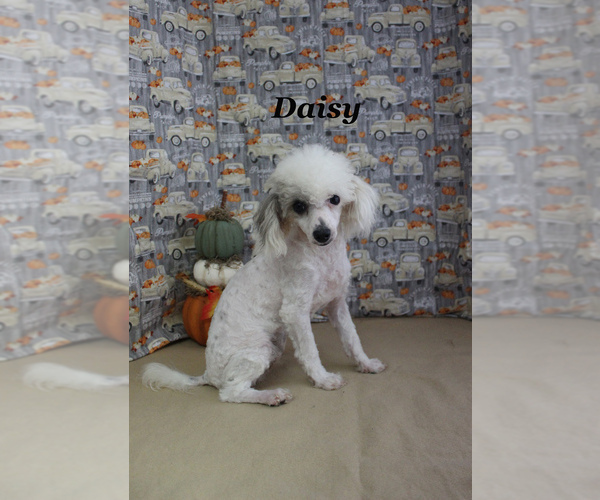 Medium Photo #1 Poodle (Toy) Puppy For Sale in CHANUTE, KS, USA