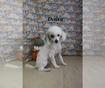 Small Poodle (Toy)
