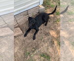 Small #2 Borador