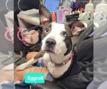 Small #1 American Pit Bull Terrier-American Staffordshire Terrier Mix