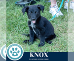 Small Photo #9 Great Pyrenees-Unknown Mix Puppy For Sale in Kimberton, PA, USA