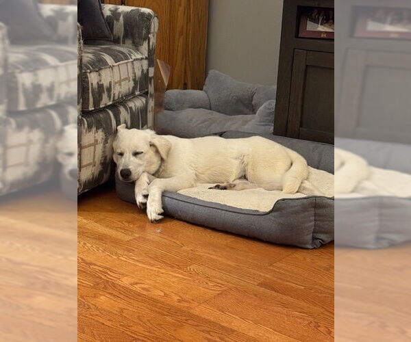 Medium Photo #4 Pyrenees Husky Puppy For Sale in Princeton, MN, USA