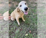 Small #13 Flat Coated Retriever-Golden Retriever Mix