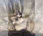 Small Photo #67 Australian Shepherd Puppy For Sale in FARMVILLE, VA, USA
