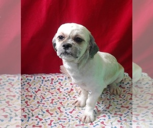 Shih Tzu Puppy for sale in PATERSON, NJ, USA