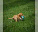 Small Photo #9 Labrador Retriever Puppy For Sale in FRESNO, OH, USA