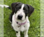Small #4 Mutt