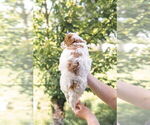 Small Photo #37 Goldendoodle (Miniature) Puppy For Sale in FREDERICA, DE, USA