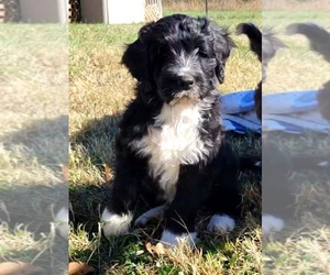 Portuguese Water Dog Puppy for sale in MURFREESBORO, TN, USA