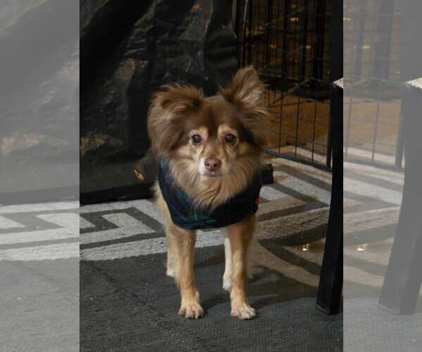 Medium Photo #2 Chihuahua-Unknown Mix Puppy For Sale in MIDWAY, UT, USA